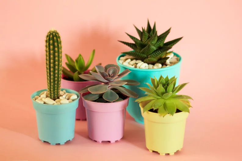Suculenta diamante: la planta exótica que le agrega un toque de elegancia a tu hogar